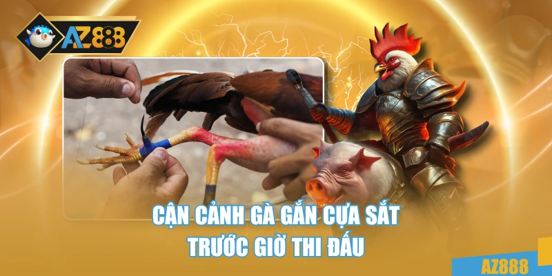Đá Gà 88 – Giải Trí Đỉnh Cao, Cá Cược Đậm Chất Máu Lửa 3 Cận cảnh gà gắn cựa sắt trước giờ thi đấu