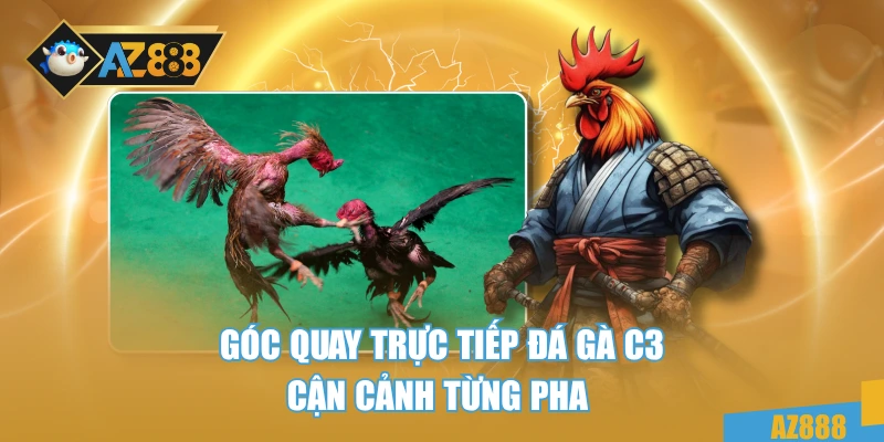 Trực Tiếp Đá Gà C3 – Cực Đỉnh Với Từng Pha Đấu Mãn Nhãn 3 Góc quay trực tiếp đá gà c3 cận cảnh từng pha